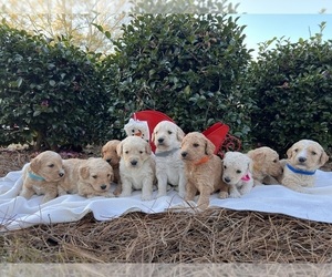 Goldendoodle Dog Breeder near ENTERPRISE, AL, USA