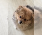 Small #4 Breeder Profile image