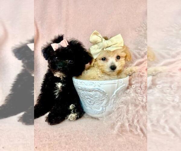 Medium Photo #6  Breeder Profile in WEST PALM BEACH, FL, USA