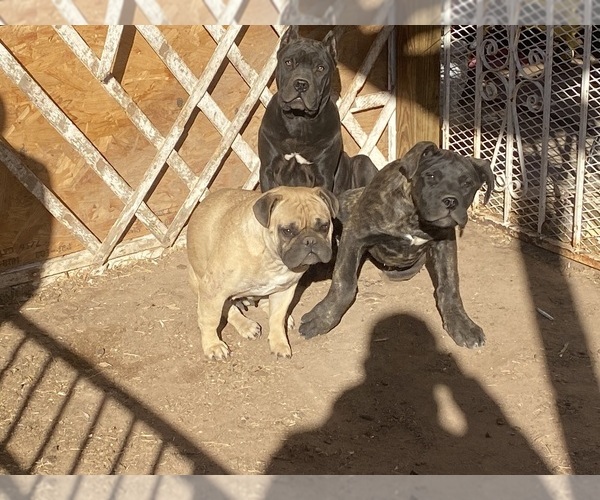 Medium Photo #12  Breeder Profile in DEMING, NM, USA