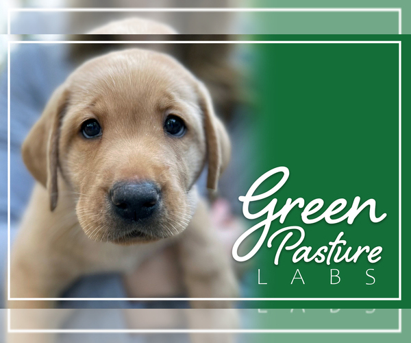 Medium Photo #1  Breeder Profile in ASHEBORO, NC, USA