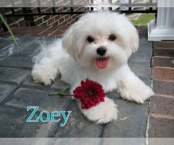 Medium Photo #1  Breeder Profile in MOORESVILLE, NC, USA