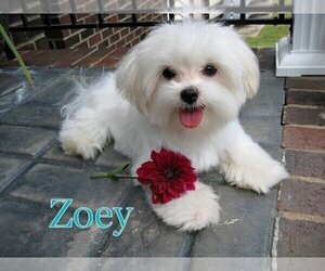 Maltese Dog Breeder near MOORESVILLE, NC, USA