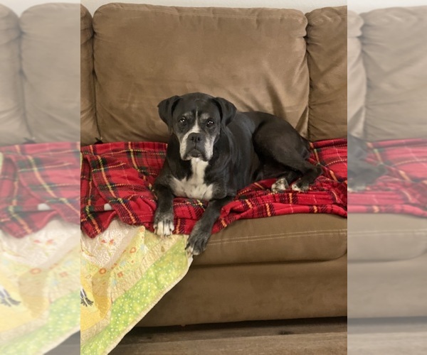 Medium Photo #18  Breeder Profile in WESTVILLE, OK, USA