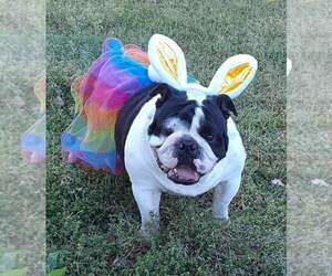 Bulldog Dog Breeder near EASTMAN, GA, USA