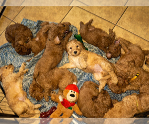 Goldendoodle mix (+ Poodle Miniature) Dog Breeder near EL CENTRO, CA, USA