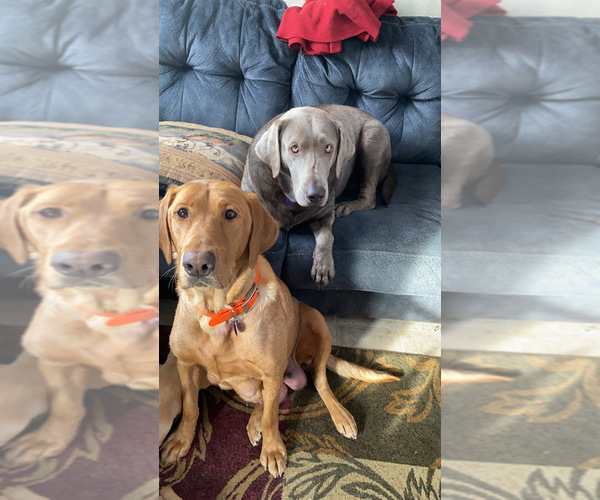 Medium Photo #1  Breeder Profile in APOSTLE ISLANDS NATIONAL LAK, WI, USA