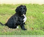 Small #4 Breeder Profile image