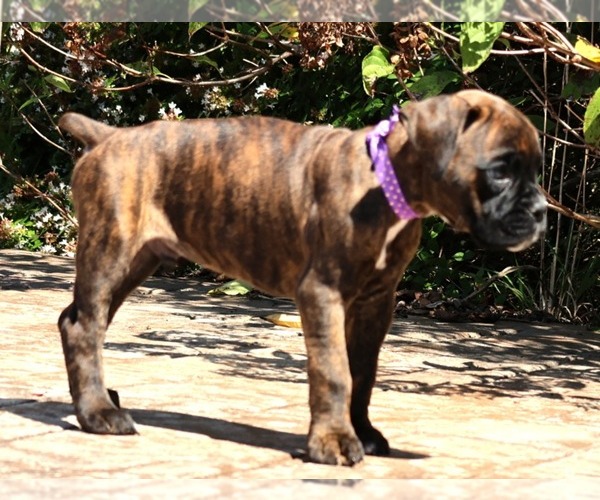 Medium Photo #10  Breeder Profile in MAYSVILLE, GA, USA