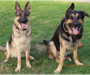 German Shepherd Dog Dog Breeder near STERLING HEIGHTS, MI, USA