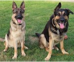 Small breeder photo