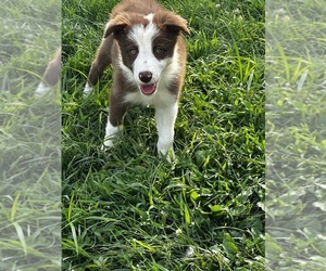 Border Collie Dog Breeder near OTTUMWA, IA, USA