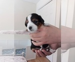 Small #52 Breeder Profile image