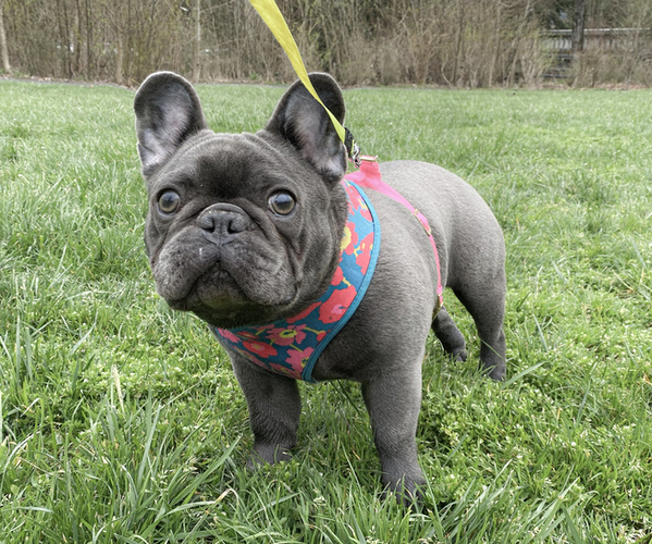 Medium Photo #1  Breeder Profile in COAL CREEK, WA, USA