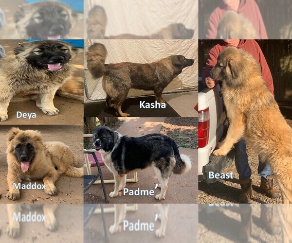 Medium Photo #1  Breeder Profile in SALISBURY, NC, USA
