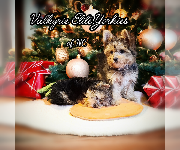 Medium Photo #1  Breeder Profile in MAIDEN, NC, USA
