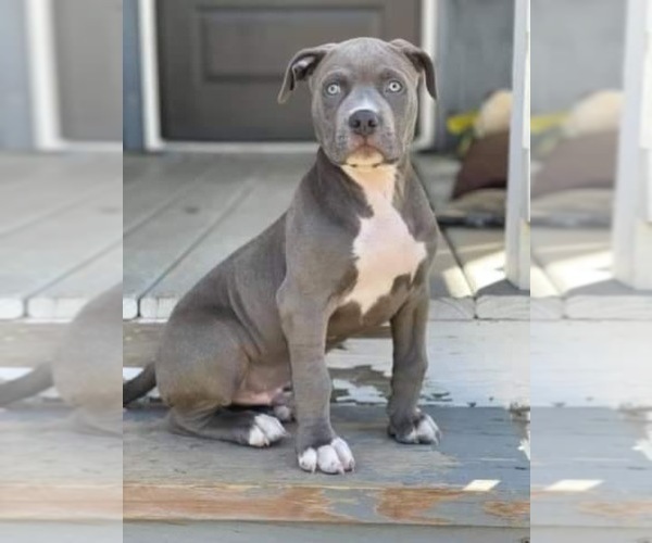 Medium Photo #1  Breeder Profile in ELLET, OH, USA