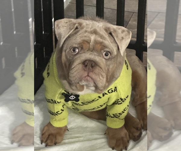 Medium Photo #5  Breeder Profile in CAPE CORAL, FL, USA