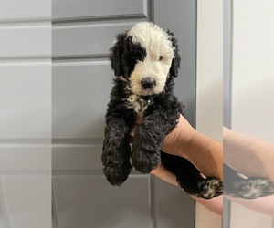 Sheepadoodle Dog Breeder in SHALLOWATER,  USA