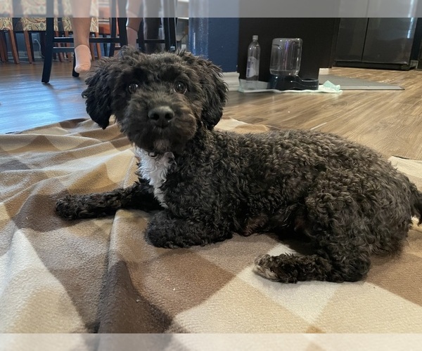 Medium Photo #11  Breeder Profile in SAN ANTONIO, TX, USA