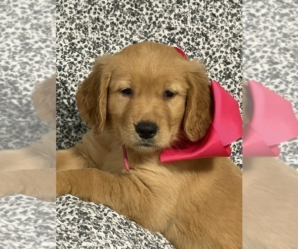 Medium Photo #5  Breeder Profile in CENTRAL CITY, KY, USA