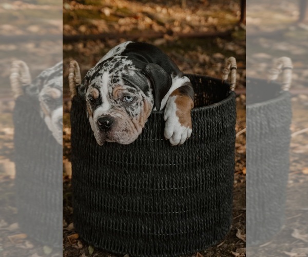 Medium Photo #3  Breeder Profile in BATTLE CREEK, MI, USA