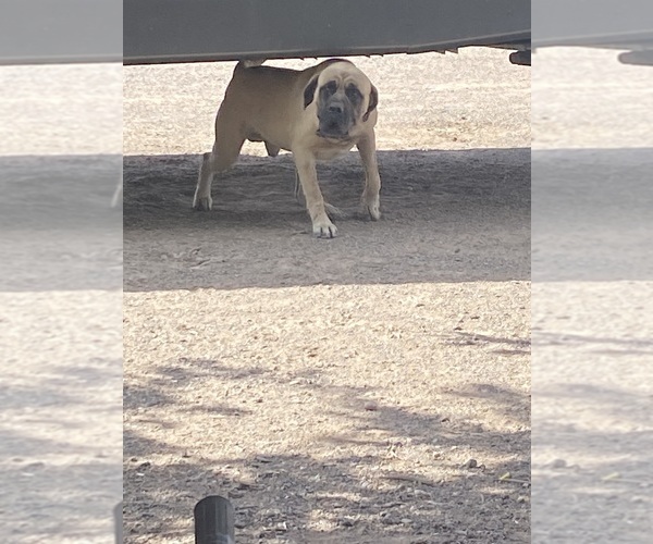 Medium Photo #7  Breeder Profile in DEMING, NM, USA