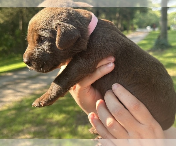 Medium Photo #2  Breeder Profile in SULLIVAN, MO, USA