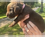 Small #1 Breeder Profile image
