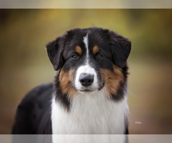 Medium Photo #1  Breeder Profile in SANDERSVILLE, GA, USA
