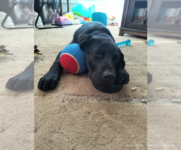 Medium Photo #1  Breeder Profile in MILFORD, IN, USA
