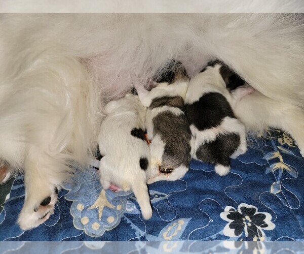 Medium Photo #7  Breeder Profile in LONE ROCK, WI, USA