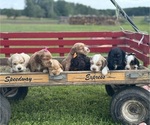 Small breeder photo