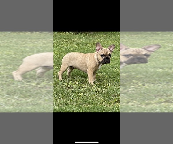 Medium Photo #1  Breeder Profile in MIDDLEBURG, FL, USA