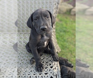 Main photo of Great Dane Dog Breeder near W MIDDLESEX, PA, USA