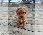 Small #60 Breeder Profile image