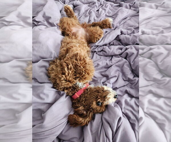 Medium Photo #8  Breeder Profile in BAKERSFIELD, CA, USA