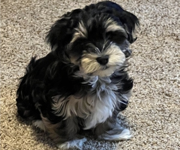 Medium Photo #4  Breeder Profile in BELLINGHAM, WA, USA