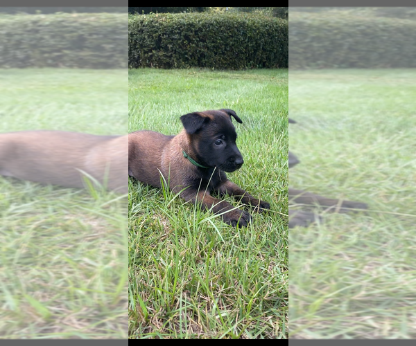 Medium Photo #6  Breeder Profile in AIKEN, SC, USA