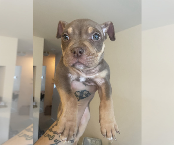 Medium Photo #5  Breeder Profile in STAFFORD, VA, USA