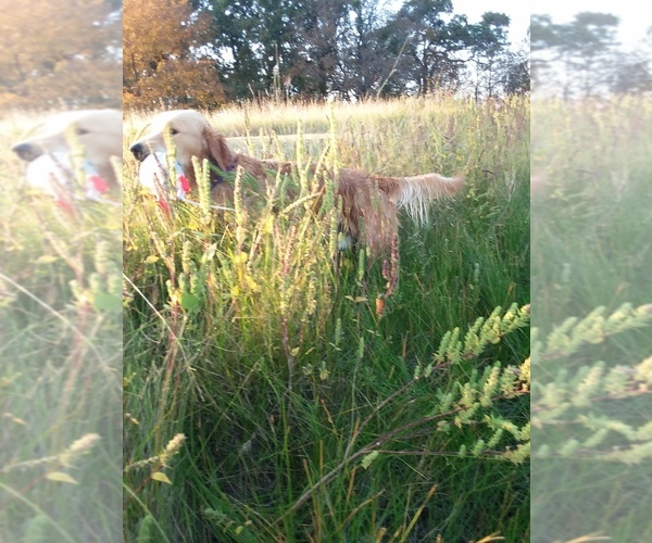 Medium Photo #1  Breeder Profile in CHINA SPRING, TX, USA