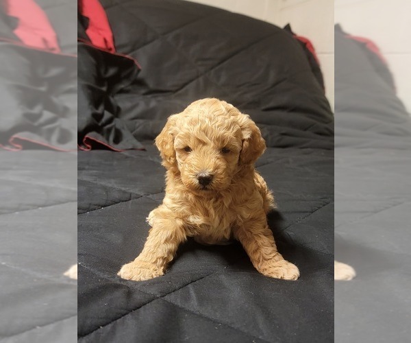 Medium Photo #9  Breeder Profile in BAKERSFIELD, CA, USA