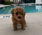 Small #1 Breeder Profile image