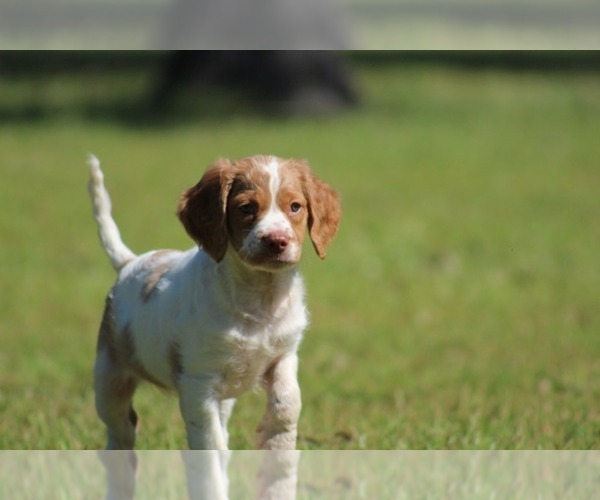 Medium Photo #34  Breeder Profile in HORTENSE, GA, USA