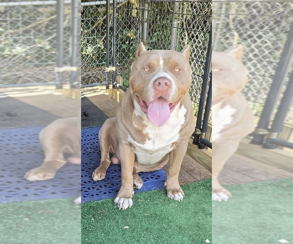 Medium Photo #6  Breeder Profile in WALTERBORO, SC, USA