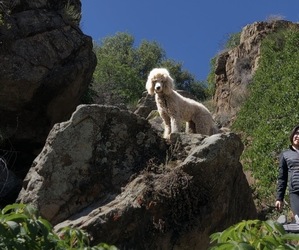 Medium Breeder Profile Photo