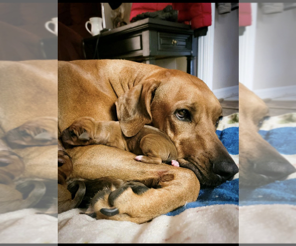 Medium Photo #1  Breeder Profile in YUCAIPA, CA, USA