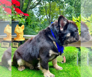 French Bulldog Dog Breeder near DANBURY, CT, USA