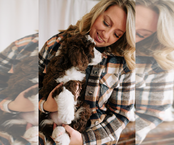 Medium Photo #35  Breeder Profile in SHIOCTON, WI, USA