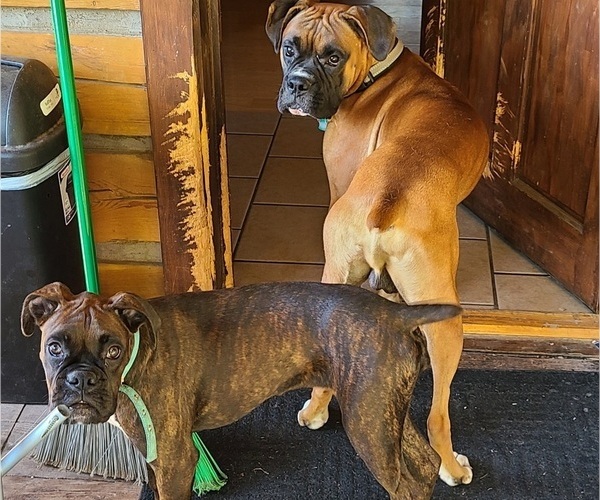 Medium Photo #1  Breeder Profile in WYALUSING, PA, USA